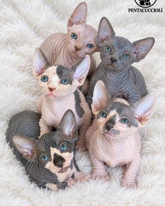 Cucciolata di gatti Sphynx (gatto nudo), 3 mesi