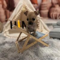 Cuccioli Chihuahua mini toy beige femmina