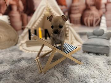 Cuccioli Chihuahua mini toy beige femmina