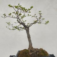 bonsai 
