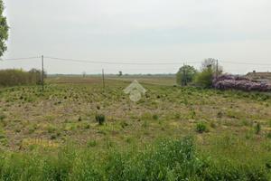 TER. AGRICOLO A ADRIA