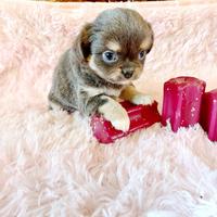 Chihuahua femmine blu e nero tricolor