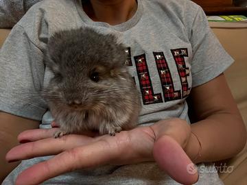 Cincillà angora