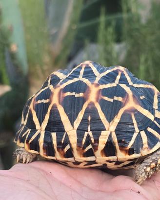 Tartaruga elegans