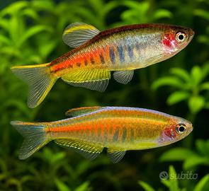 DANIO - BRACHYDANIO varie colorazioni