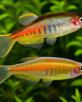 DANIO - BRACHYDANIO varie colorazioni