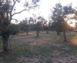 Terreno uliveto Latiano, Contrada Capineri