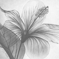 Fiore. Disegno a matita. Quadro. Ritratto. Poster