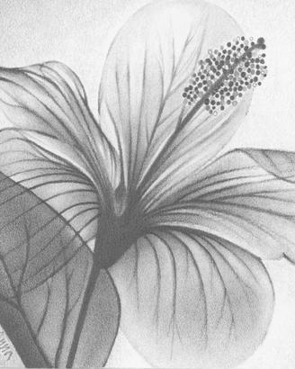 Fiore. Disegno a matita. Quadro. Ritratto. Poster