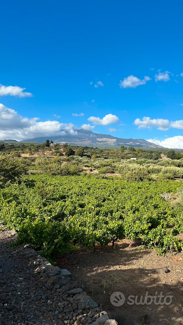 Terreno di 14000mq -Edific.- Vigneto, Uliveto - Vista 4