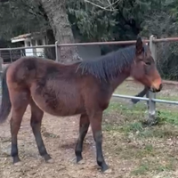 Puledra mezza quarter