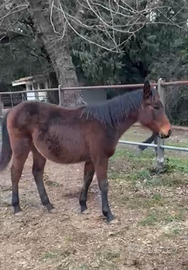 Puledra mezza quarter