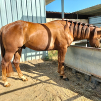 Cavallo