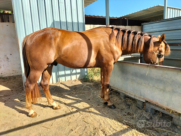 Cavallo