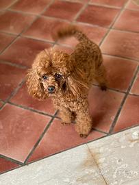Barboncino Toy Red X Accoppiamento/Monte