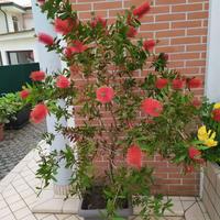 Albero da giardino o terrazzo