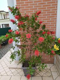 Albero da giardino o terrazzo