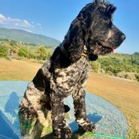 Cocker spaniel inglese da tartufo