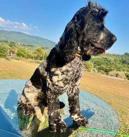 Cocker spaniel inglese da tartufo