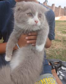 Cuccioli gatti scottish