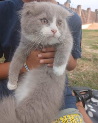 Cuccioli gatti scottish