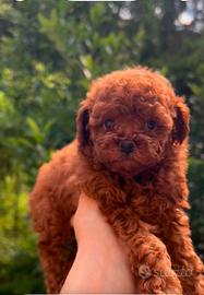 Cuccioli barboncino toy Pedigree Enci e mini toy