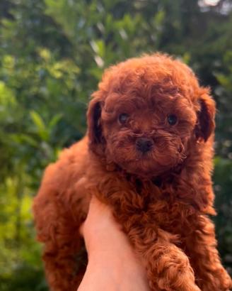 Cuccioli barboncino toy Pedigree Enci e mini toy