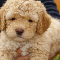 Cuccioli di Lagotto Romagnolo