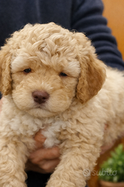 Cuccioli di Lagotto Romagnolo