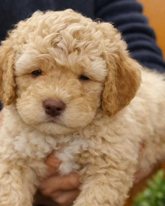 Cuccioli di Lagotto Romagnolo