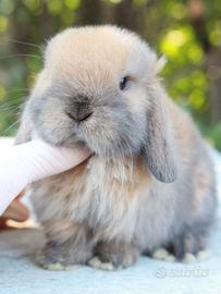 Cuccioli Minilop Allevamento Professionale