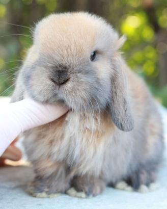 Cuccioli Minilop Allevamento Professionale