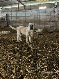 Cucciola kangal