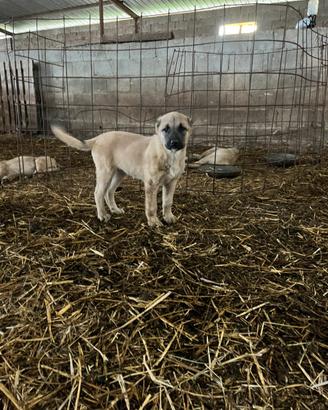 Cucciola kangal