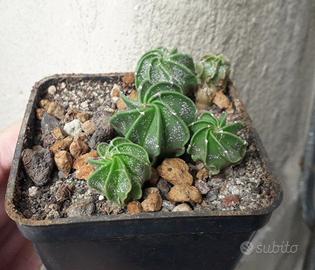 Piante di astrophytum vari