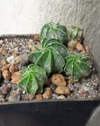 Piante di astrophytum vari