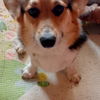 Corgi