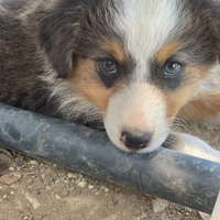 Australian Shepherd- Pastore Australiano