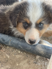 Australian Shepherd- Pastore Australiano