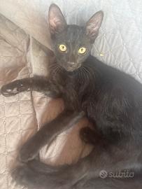 Due gattini neri di 4 mesi