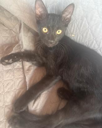 Due gattini neri di 4 mesi