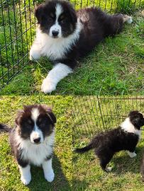 Femmina australian shepherd