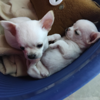 Maschietti chihuahua