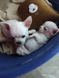 Maschietti chihuahua