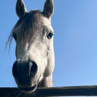 Puledro arabo in affidamento