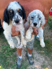 Setter inglese 2 cuccioli Maschi
