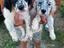 Immagine 1