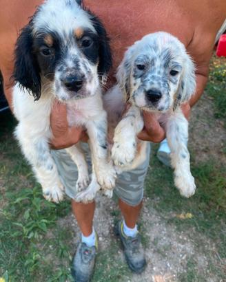 Setter inglese 2 cuccioli Maschi