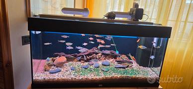 Acquario juwel Rio 180