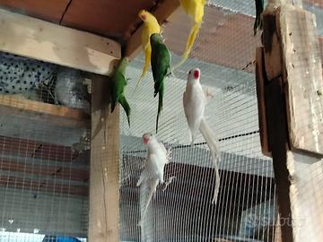 Parrocchetti sicilia